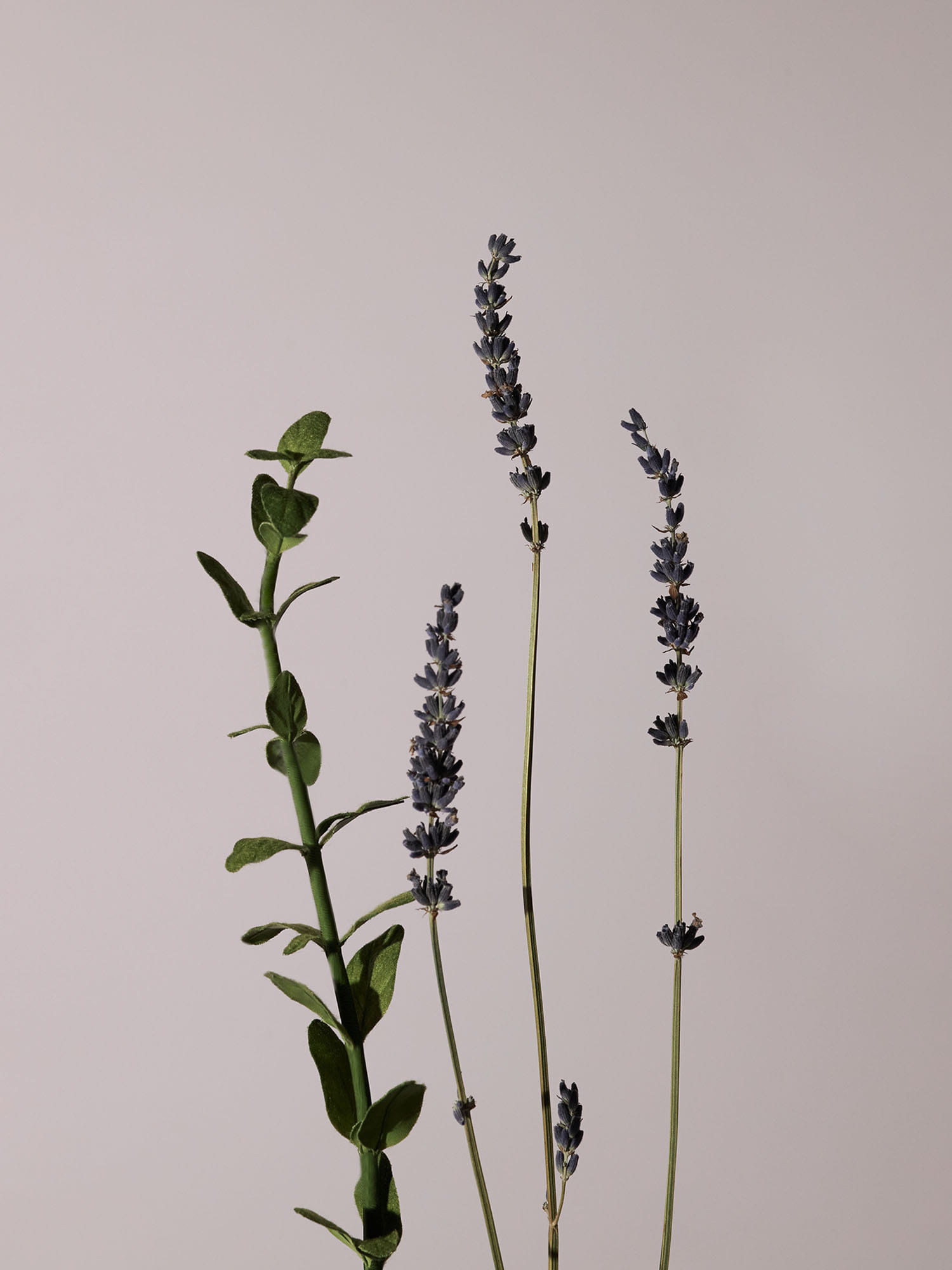 Lavendel und Marjoram